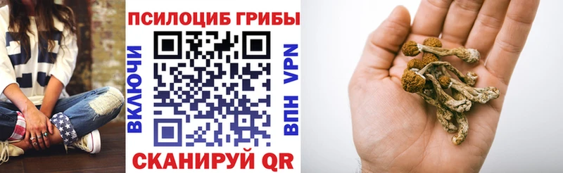 купить   Яхрома  OMG ONION  Псилоцибиновые грибы Psilocybe 